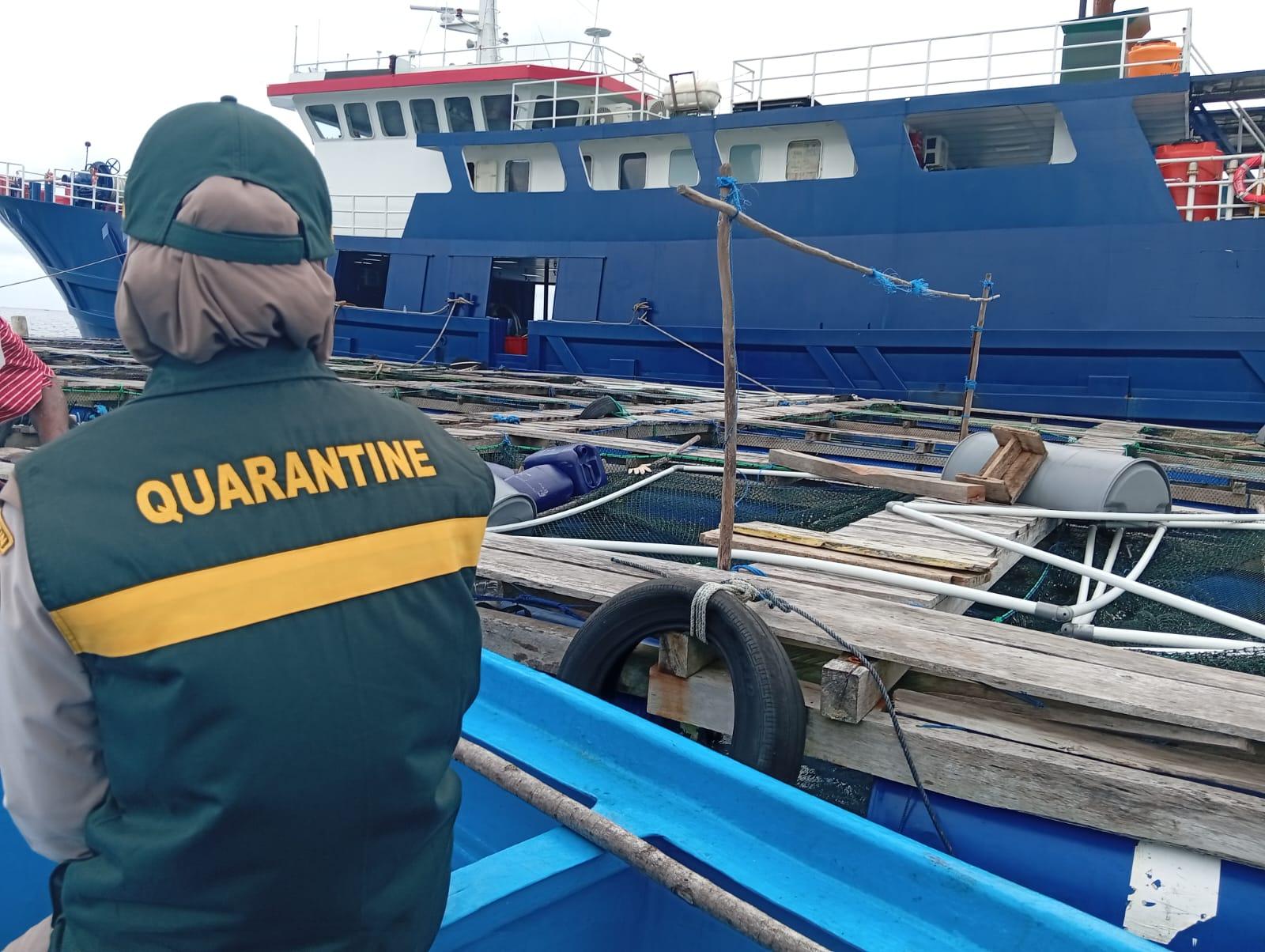 Perdana, Karantina Maluku Sertifikasi Ekspor 7.652 Ekor Kerapu Ke Hongkong