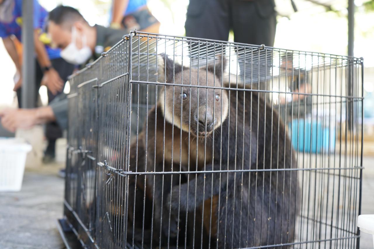 Penyelundupan 114 Satwa Liar Endemik Papua Berhasil Digagalkan Aparat Gabungan