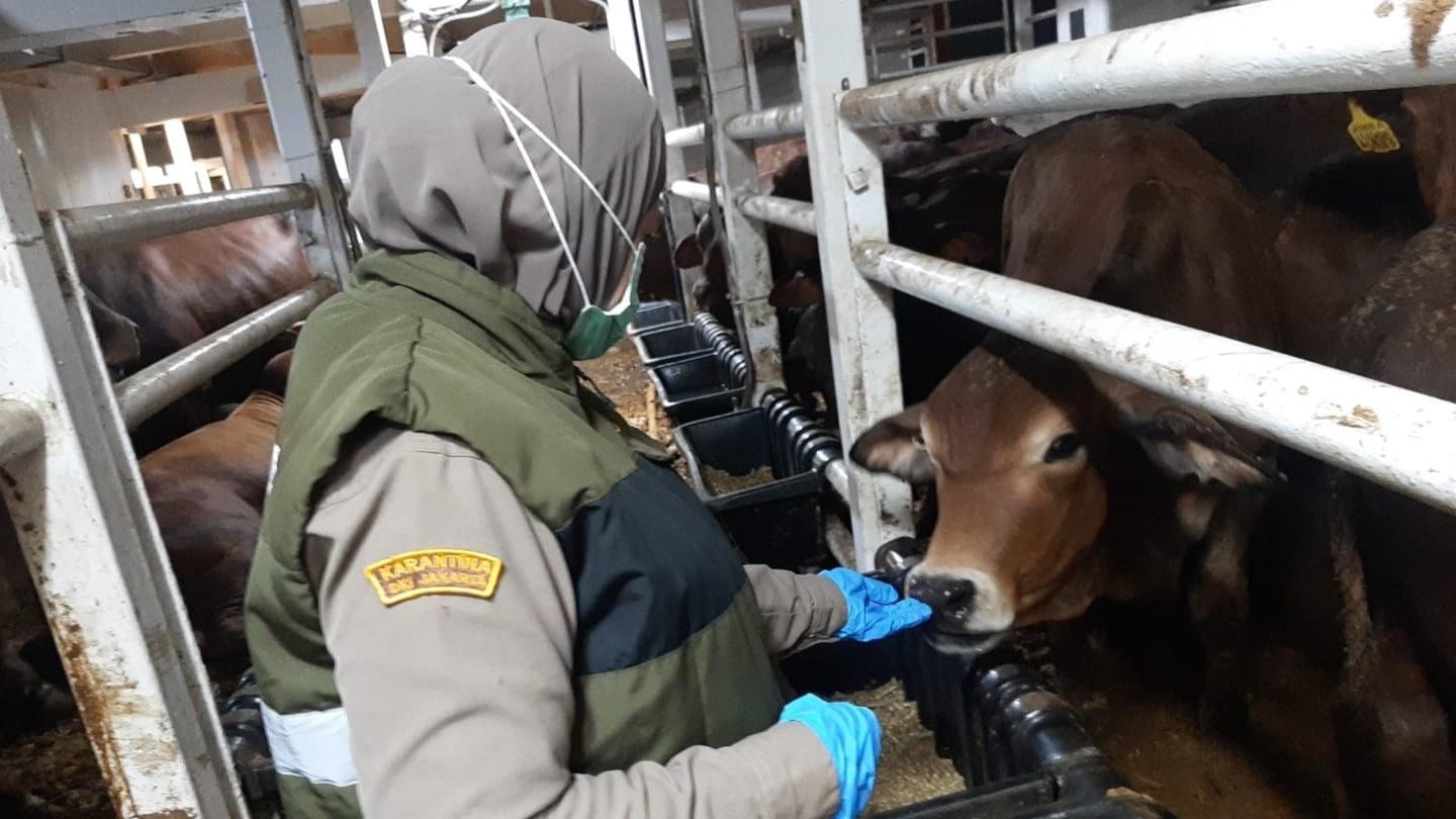 Jelang Libur Idul Fitri, Karantina Jakarta Tetap Siaga Layanan dan Pastikan Sapi Impor Sehat