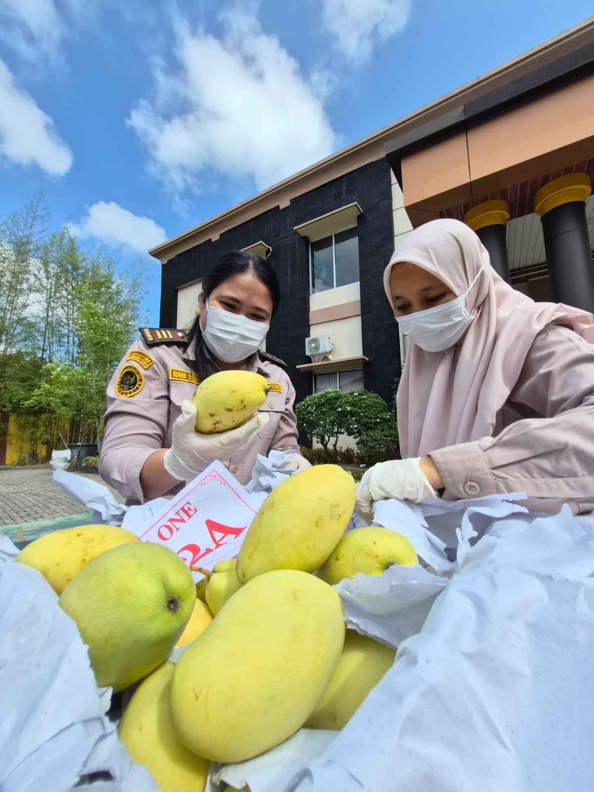 Karantina Sumatera Utara Musnahkan 5 Ton Lebih Komoditas Ilegal