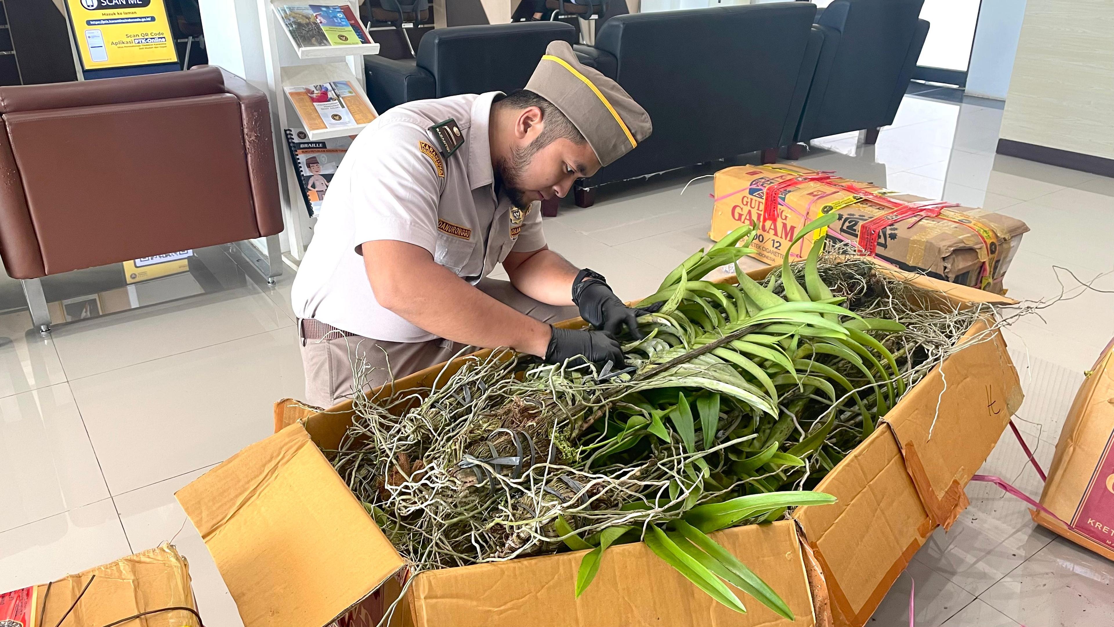 Cegah Risiko Penyebaran Hama/Penyakit, Ratusan Bibit Tanaman Dikembalikan ke Daerah Asalnya