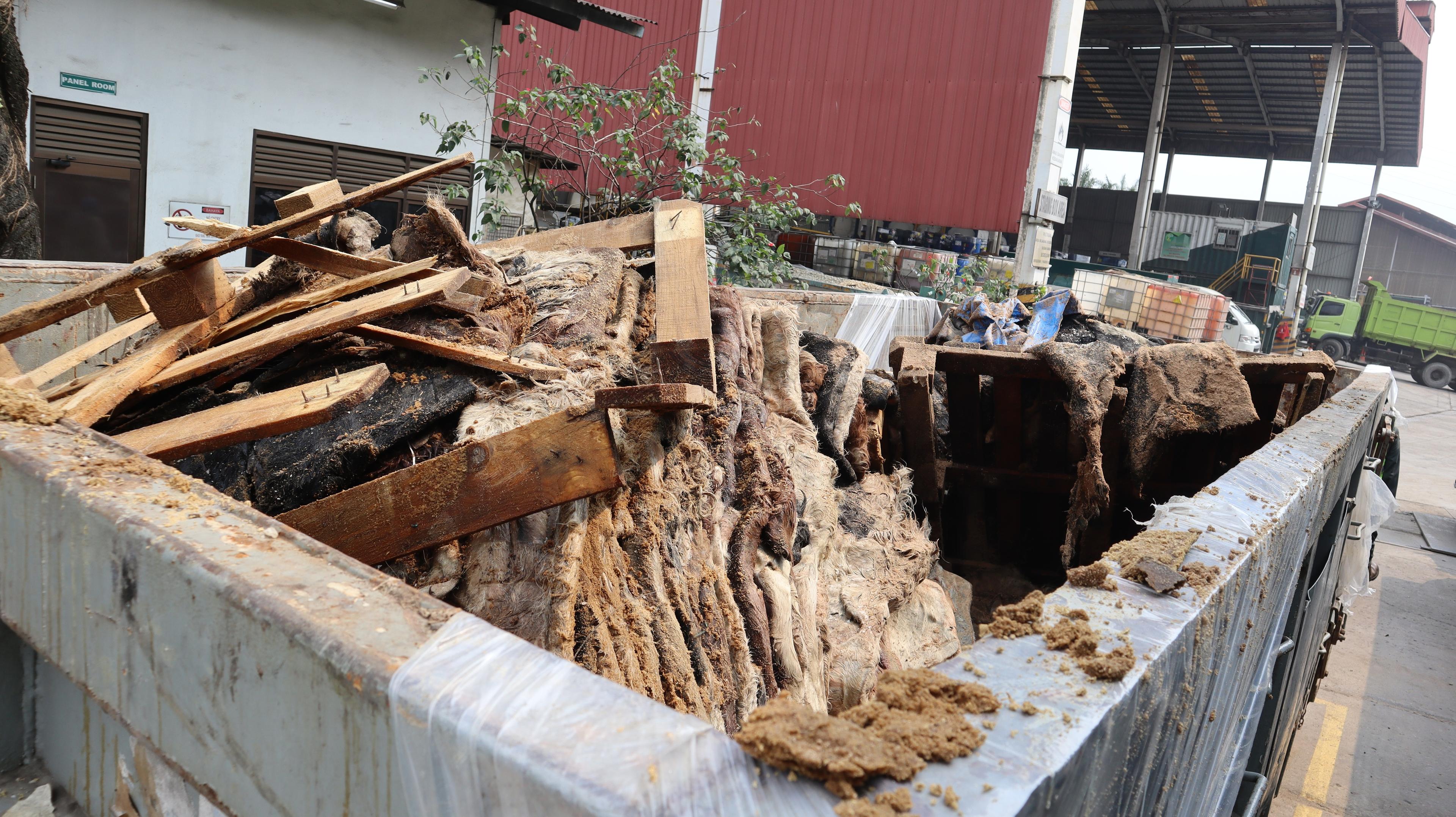 Jaga Ketahanan Pangan, Barantin Musnahkan 129 Ton Kulit Impor Positif PMK dan LSD