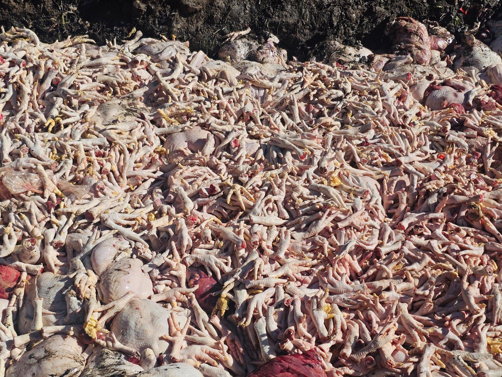 Jaga Keamanan Pangan, Karantina NTB Musnahkan 5,9 Ton Daging Ayam Tidak Layak