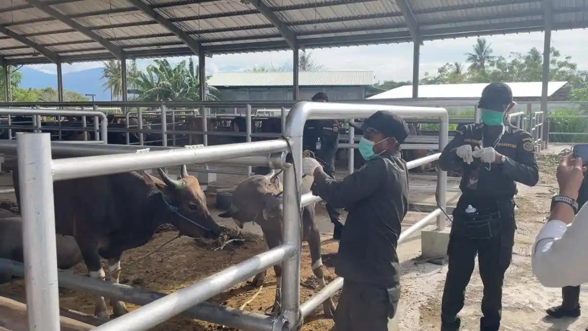 Berikut, Prosedur dan Syarat Lalu Lintas Hewan Kurban