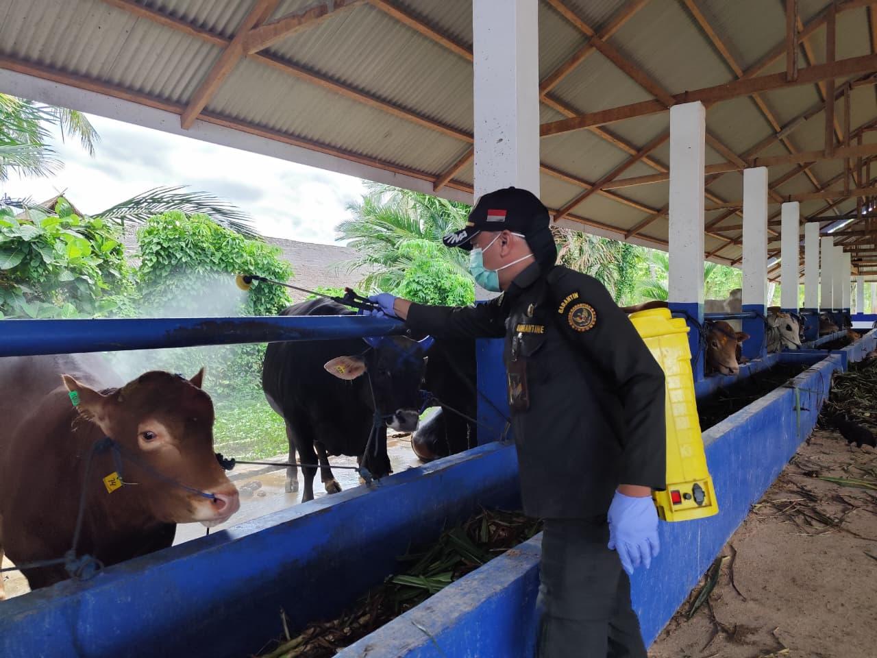 Barantin Intensifkan Pengawasan Lalu Lintas Hewan Kurban untuk Mendukung Keamanan Pangan Nasional