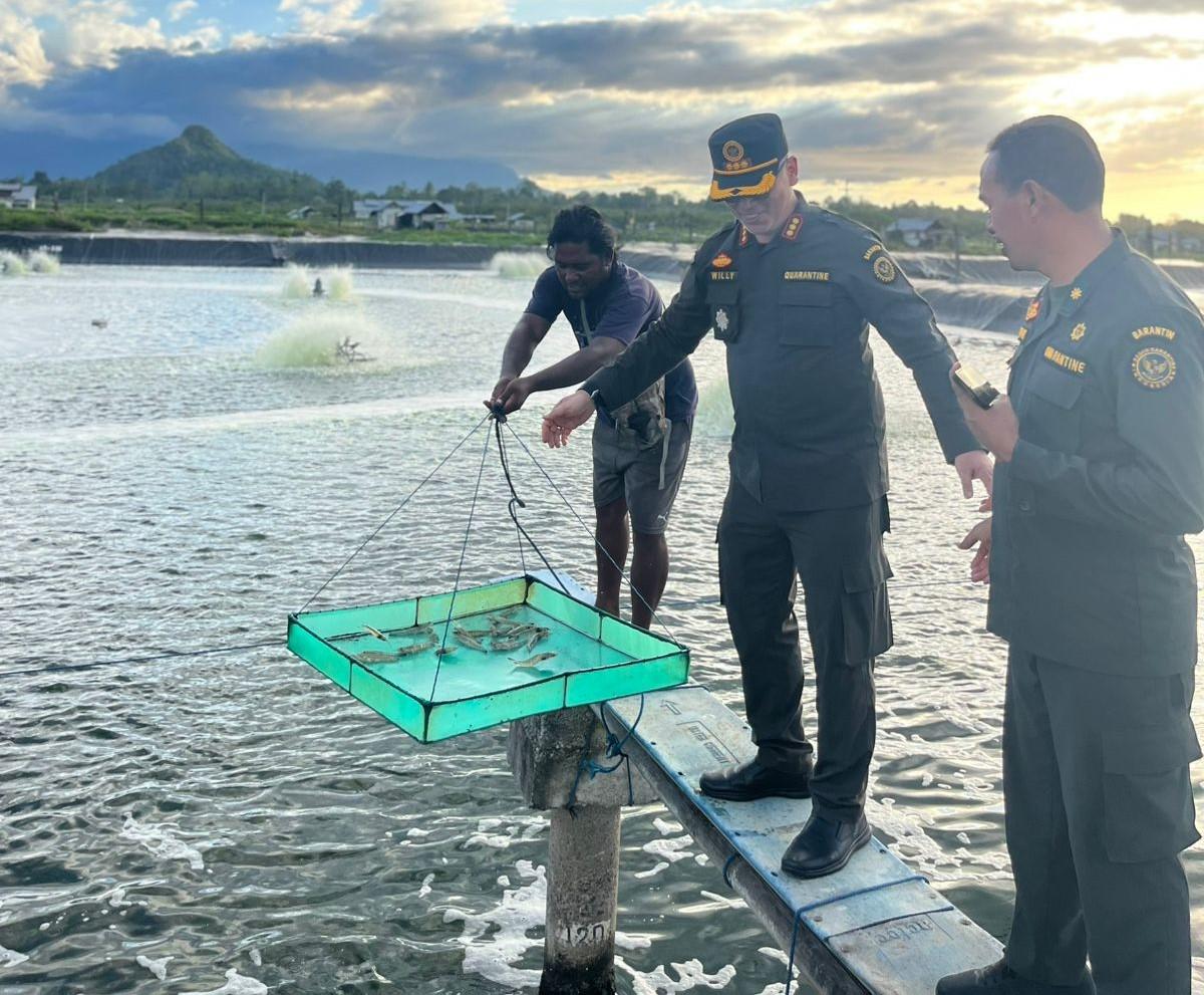 Dukungan Karantina Maluku Perkuat Ekspor Udang Vannamei ke Negara Tiongkok