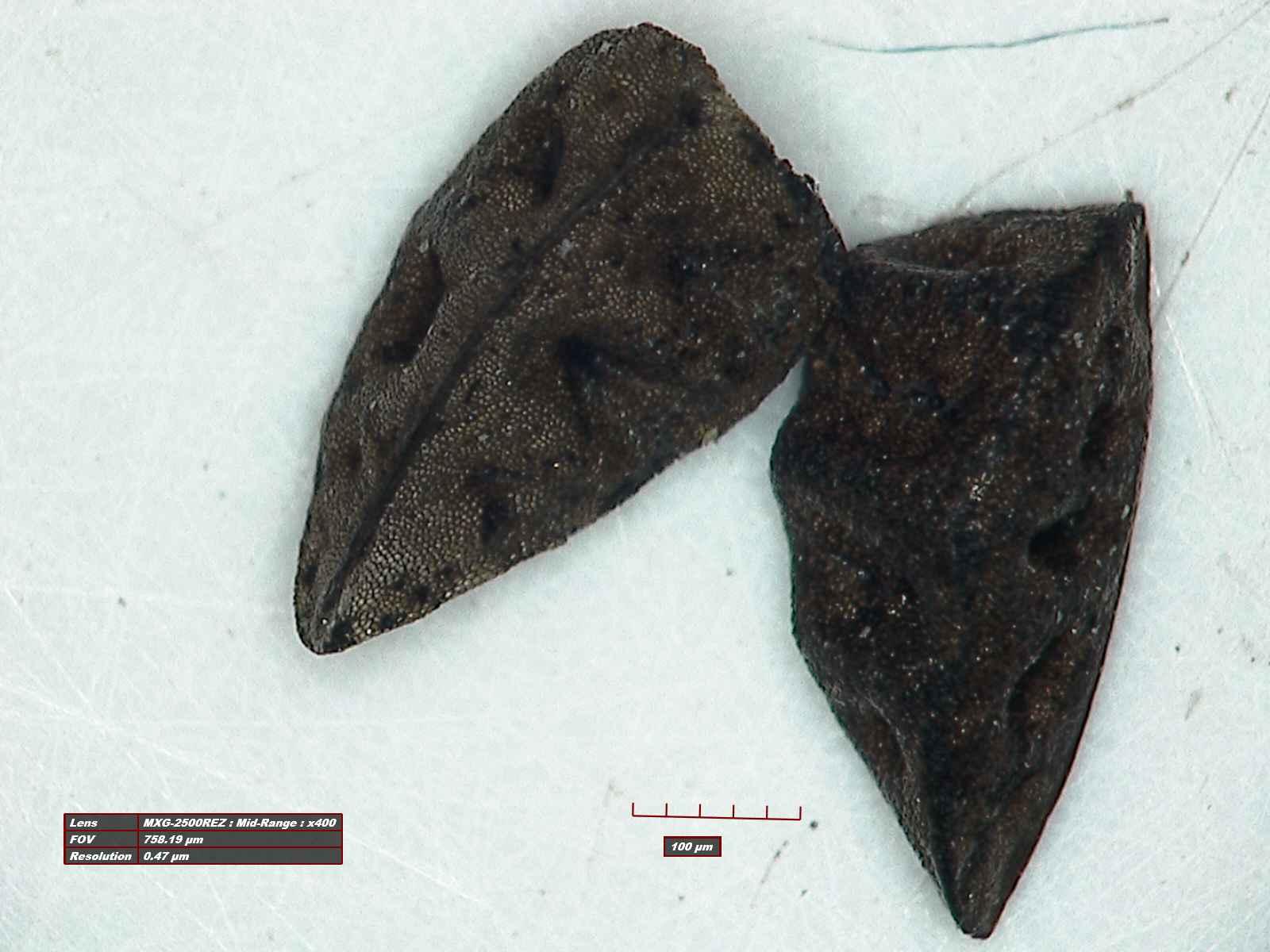 Jaga Keamanan Hayati, Karantina Banten Musnahkan Gulma Invasif Dari Australia