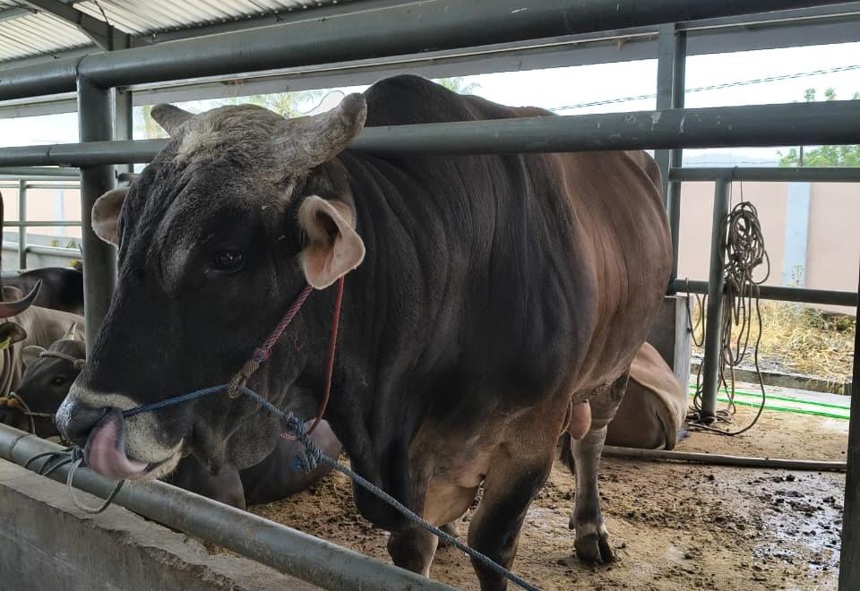 Bersama Pemkab Barru, Karantina Sulsel Kawal Lalu Lintas Ternak dari Garongkong Jelang Iduladha