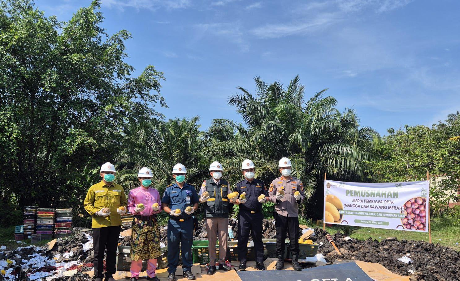 Karantina Riau Musnahkan 13 Ton Mangga dan 2 Ton Bawang Merah Berisiko