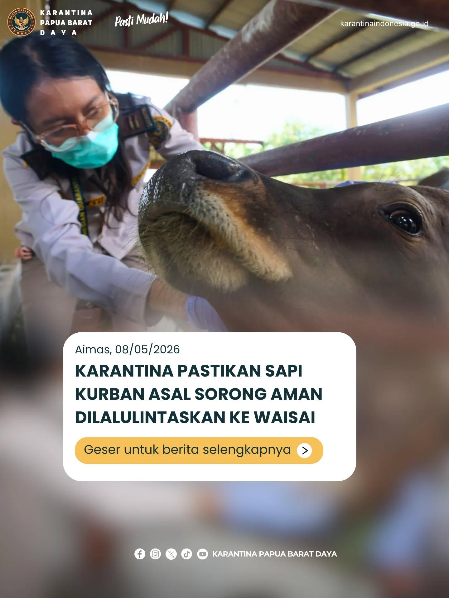 Karantina pastikan sapi kurban asal sorong aman dilalulintaskan ke waisai