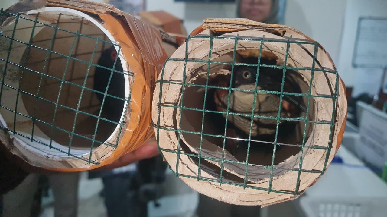 Karantina dan BBKSDA Papua Gagalkan Penyelundupan Burung Cenderawasih Mati-Kawat