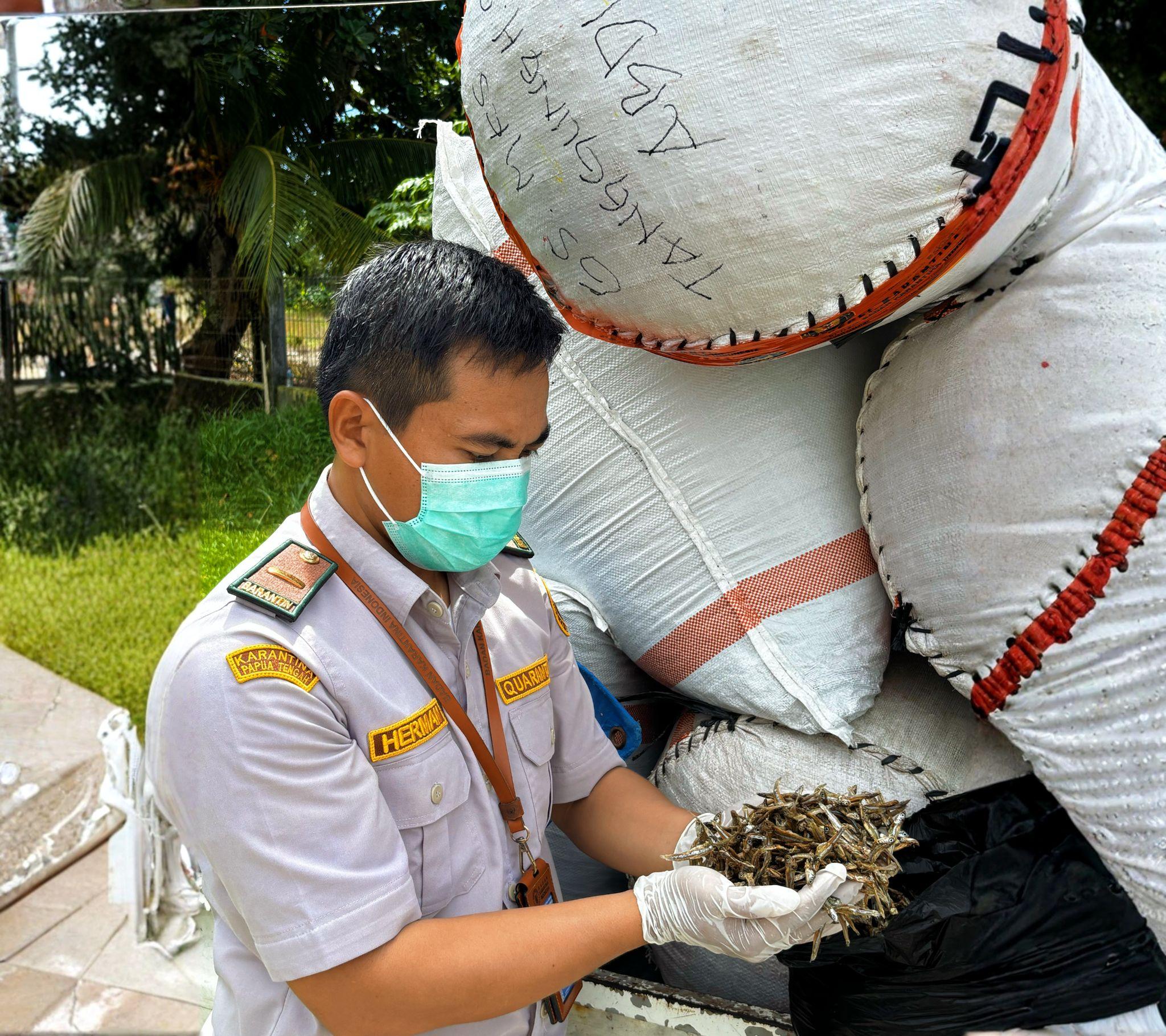 Karantina Papua Tengah Kawal Pengiriman 2 Ton Ikan Teri Kering Bernilai Rp100 Juta ke Makassar