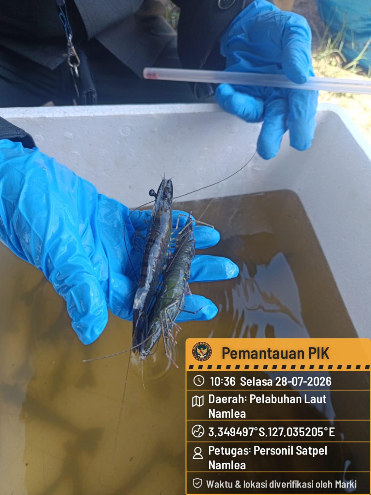 Karantina Maluku Perkuat Pengawasan, Pantau Kesehatan Udang Tambak Rakyat di Kabupaten Buru