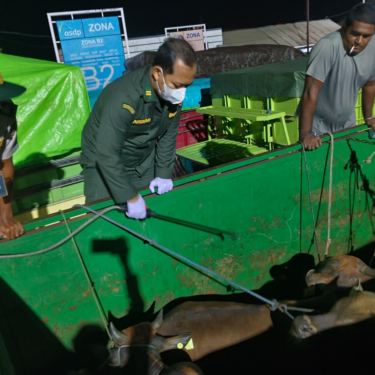 Karantina Maluku Utara Pastikan 14 Ekor Sapi Asal Jailolo Aman dan Sehat Menuju Manado