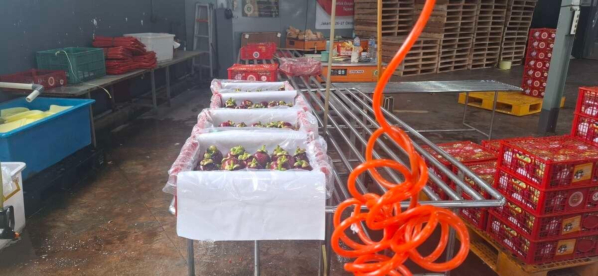 Ekspor Rp1 Miliar Lebih! Manggis Indonesia Sukses Tembus Pasar China