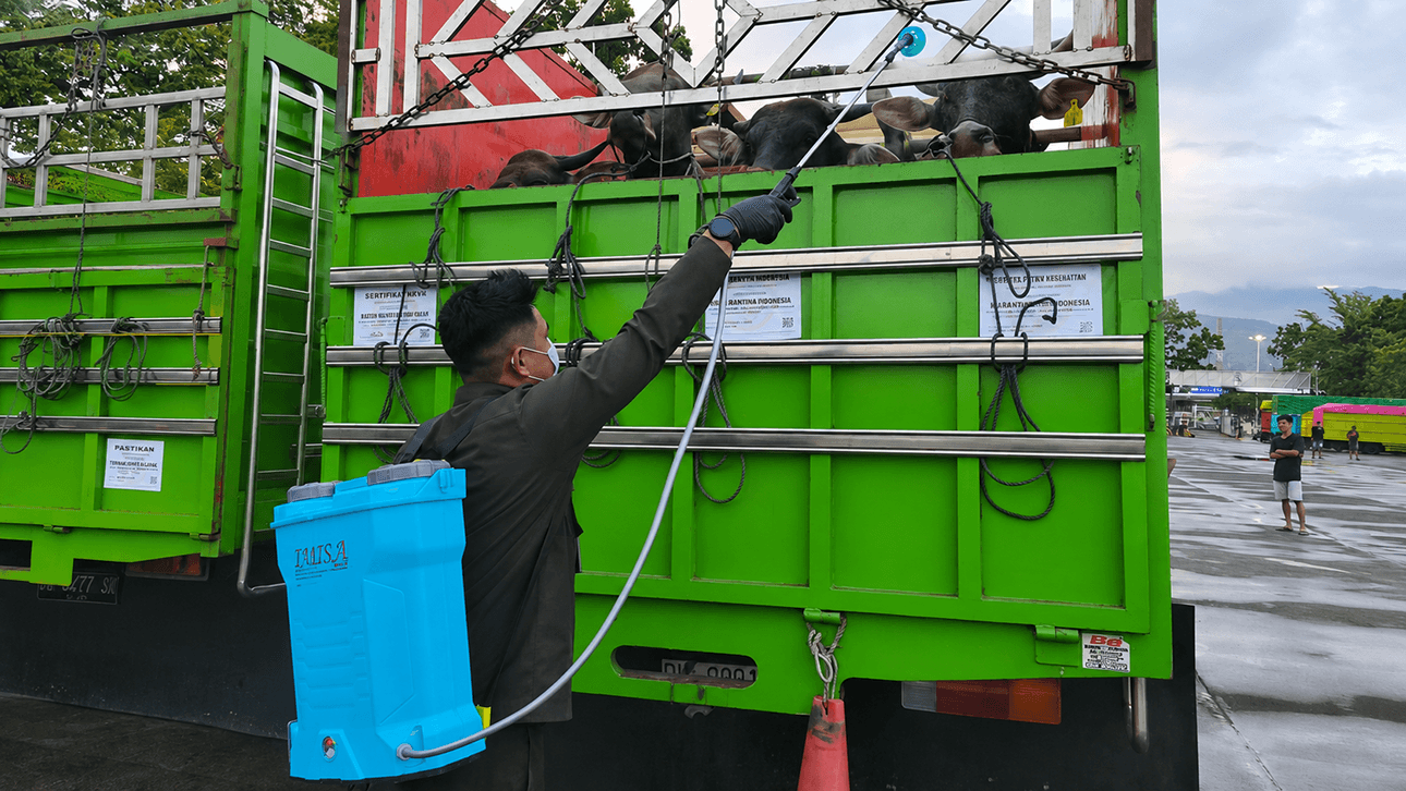 Petugas karantina siaga di Pelabuhan bitung, pastikan lalu lintas hewan kurban sehat dan patuhi prosedur