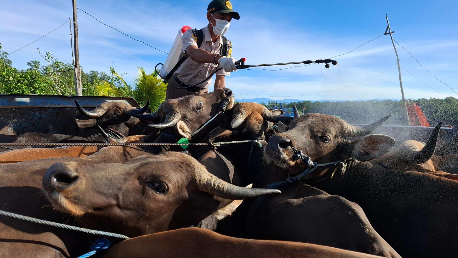 Jelang Iduladha, Karantina Papua Tengah Pastikan Ratusan Hewan Kurban Sehan Dan Aman