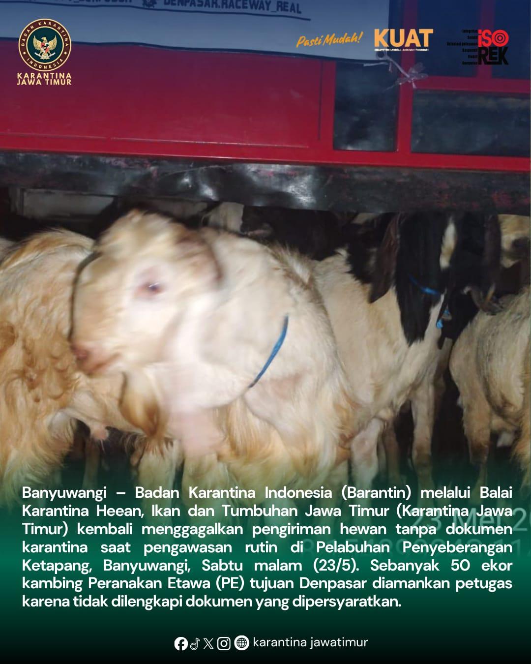 Barantin Gagalkan Pengiriman 50 Kambing Tanpa Dokumen ke Denpasar