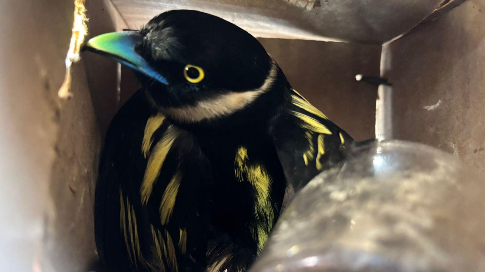 Barantin Kembali Selamatkan 807 Burung Dari Perdagangan Ilegal Di Pelabuhan Bakauheni