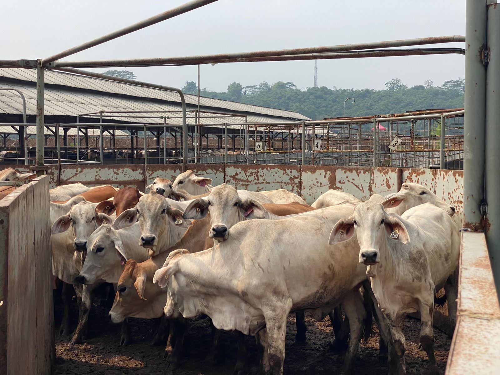 Dari Rumpin ke Riau, Karantina Jakarta Kawal Lalu Lintas Sapi