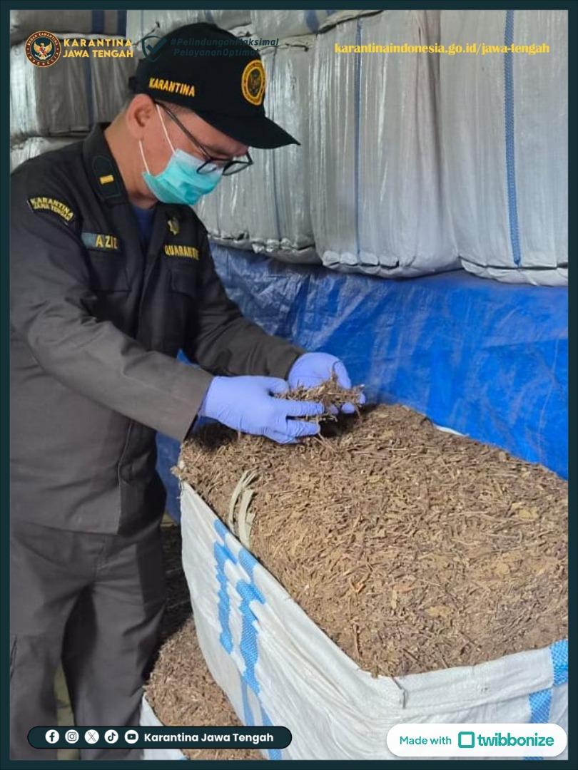 Biosekuriti Aman, Daun Cincau Kering Jadi Rebutan Pasar Thailand