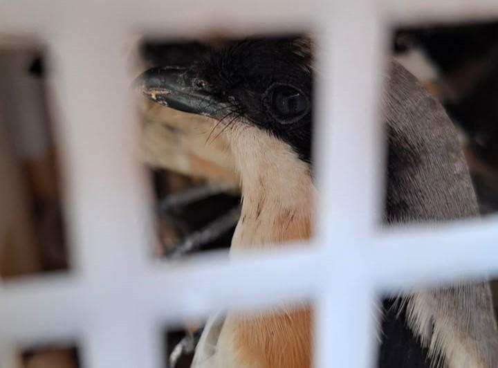 Karantina Lampung Gagalkan Pengiriman 670 Burung Tanpa Dokumen di Pelabuhan Bakauheni