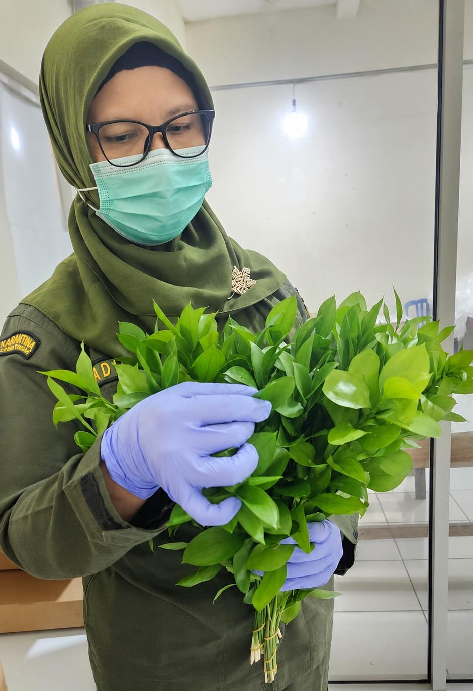 Pesona Eksotis Hijau Daun Pakis dan Ruscus Jadi Incaran Pasar Jepang