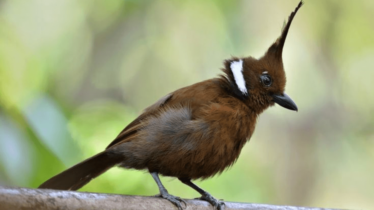 Mau kirim atau membawa burung? Jangan sampai perjalanan tertunda karena persyaratan belum lengkap!
