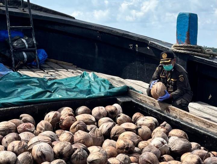 Bibit Kelapa Unggul Natuna Kian Diminati, Karantina Kepri Kawal Pengiriman 80.000 Butir ke Bintan