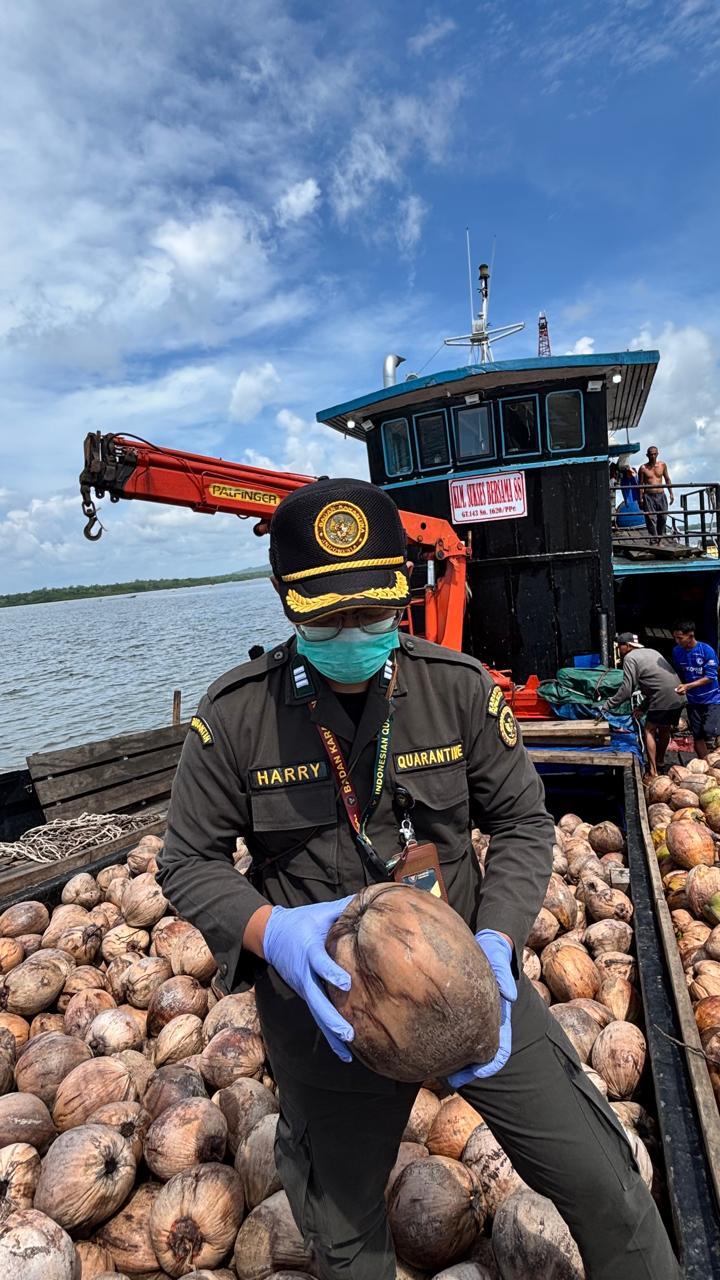 Bibit Kelapa Unggul Natuna Kian Diminati, Karantina Kepri Kawal Pengiriman 80.000 Butir ke Bintan