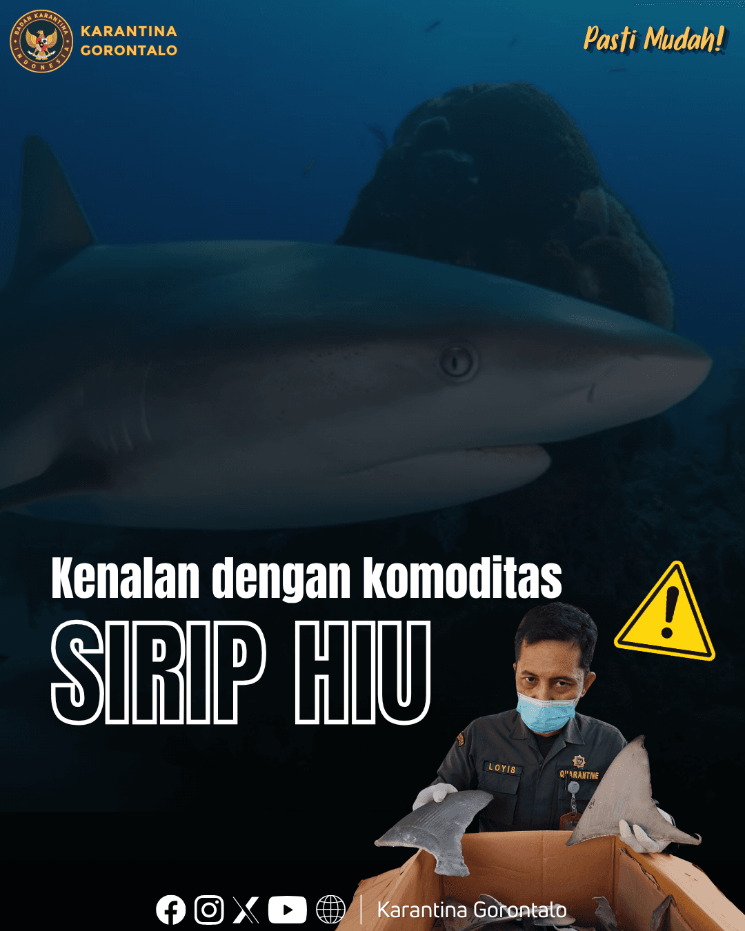 Kenalan dengan Komoditas Sirip Hiu