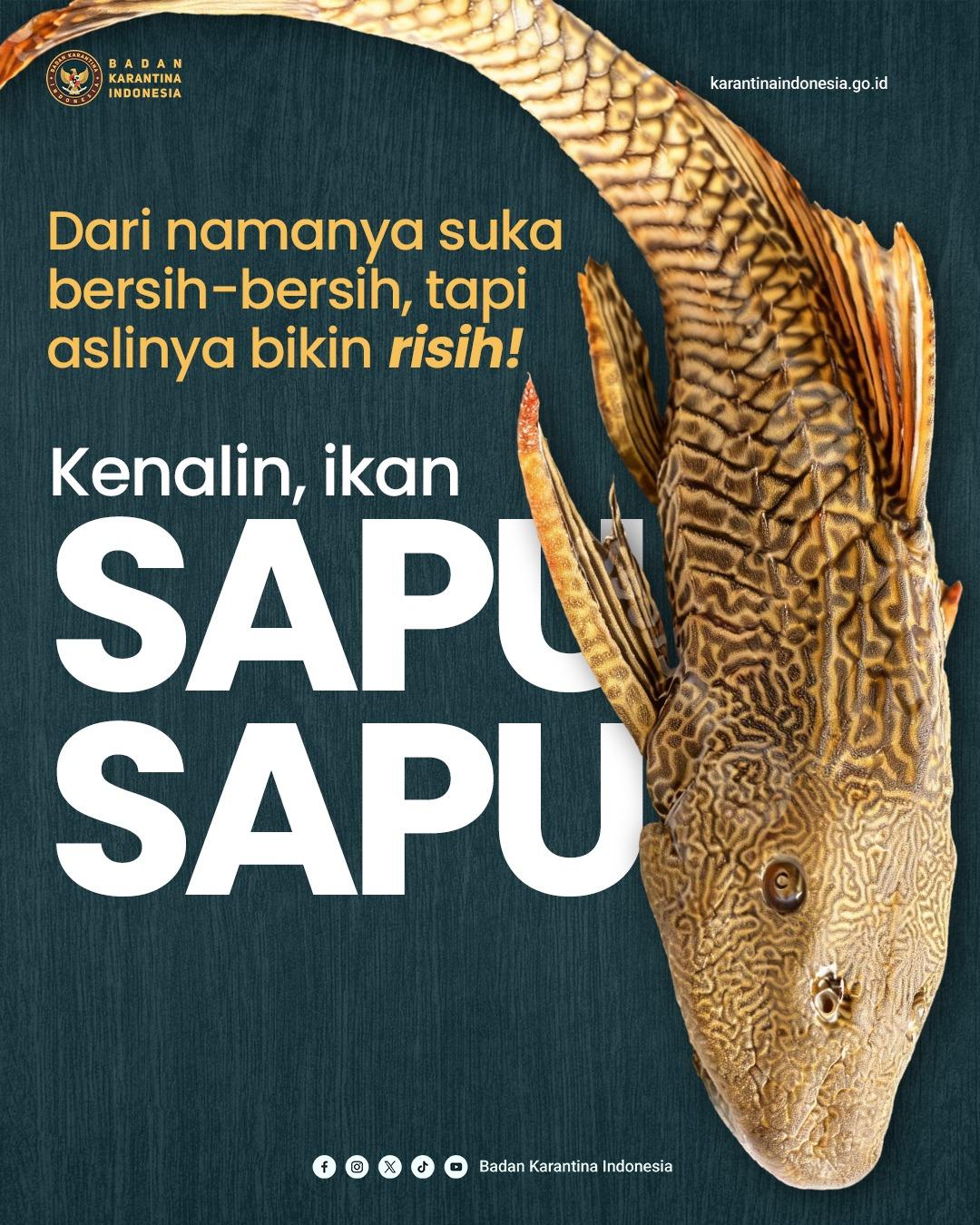 Yuk Kenali Ikan Sapu Sapu