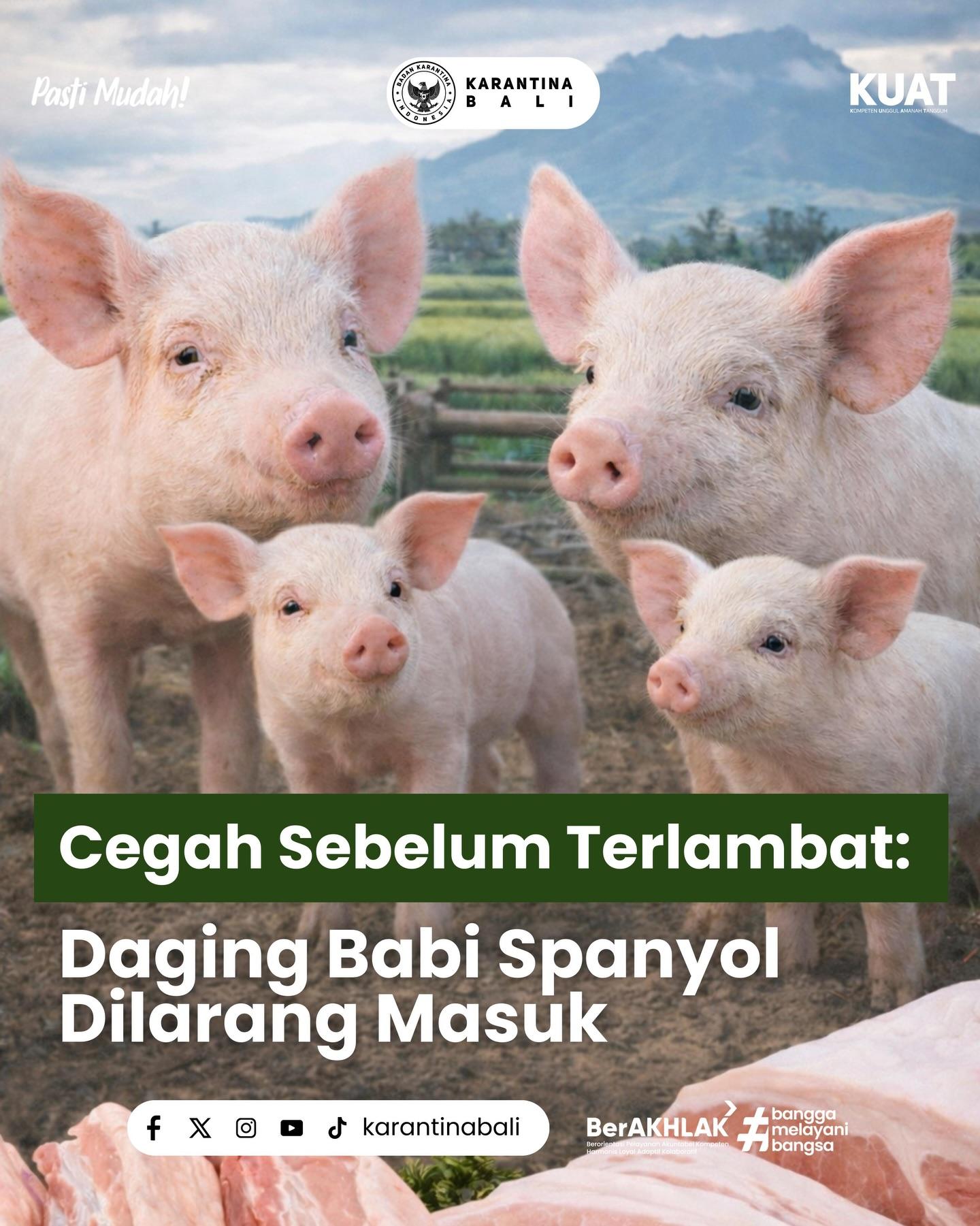 STOP! Daging Babi dari Spanyol Dilarang Masuk!
